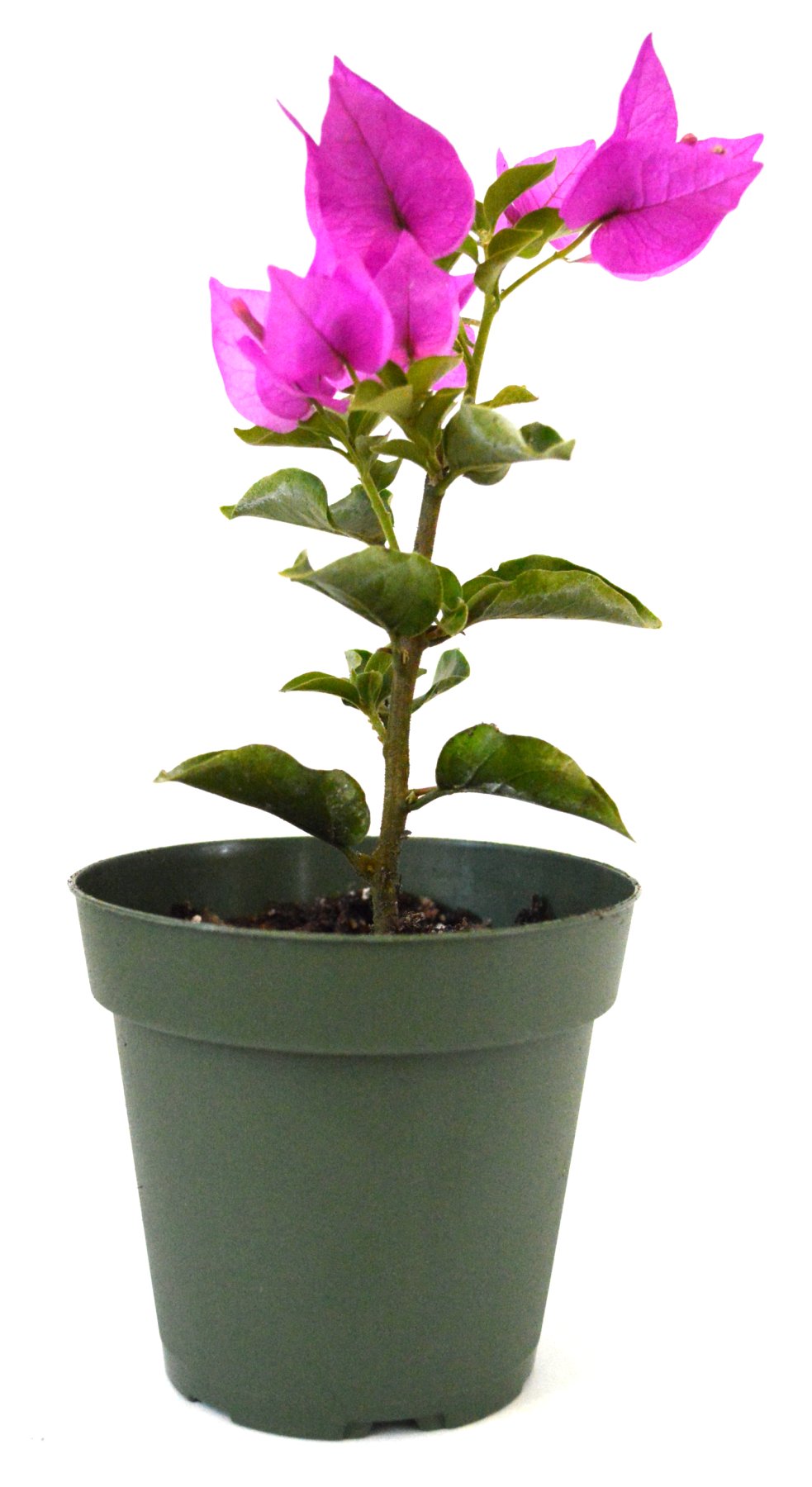 Amazon.co.jp: 9GreenBox - ロイヤルパープルブーゲンビリア植物-屋内